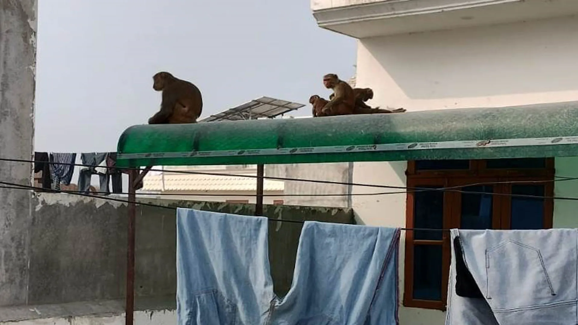 Bareilly :शहर की इस कॉलोनी पर बंदरों ने किया कब्जा, शिकायत के बाद नहीं पहुंचा नगर निगम