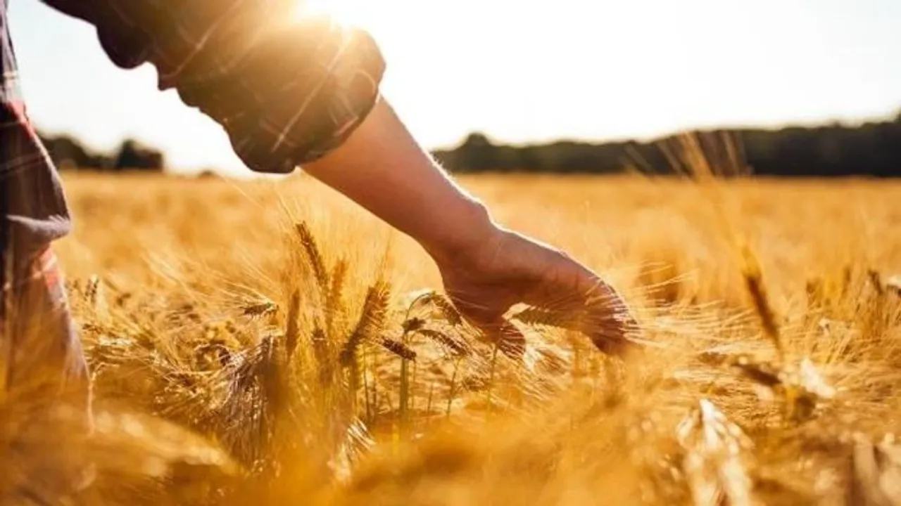 UP News: यूपी में भंडारण क्षमता और खरीद केंद्रों की संख्या बढ़ी, बिचौलिए खत्म