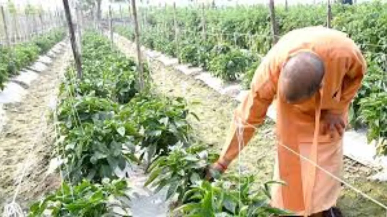 नवाचार से उन्नत खेती की राह आसान... फसल पुनर्चक्रण, टिश्यू कल्चर और आधुनिक तकनीक से बदल रही खेती की तस्वीर