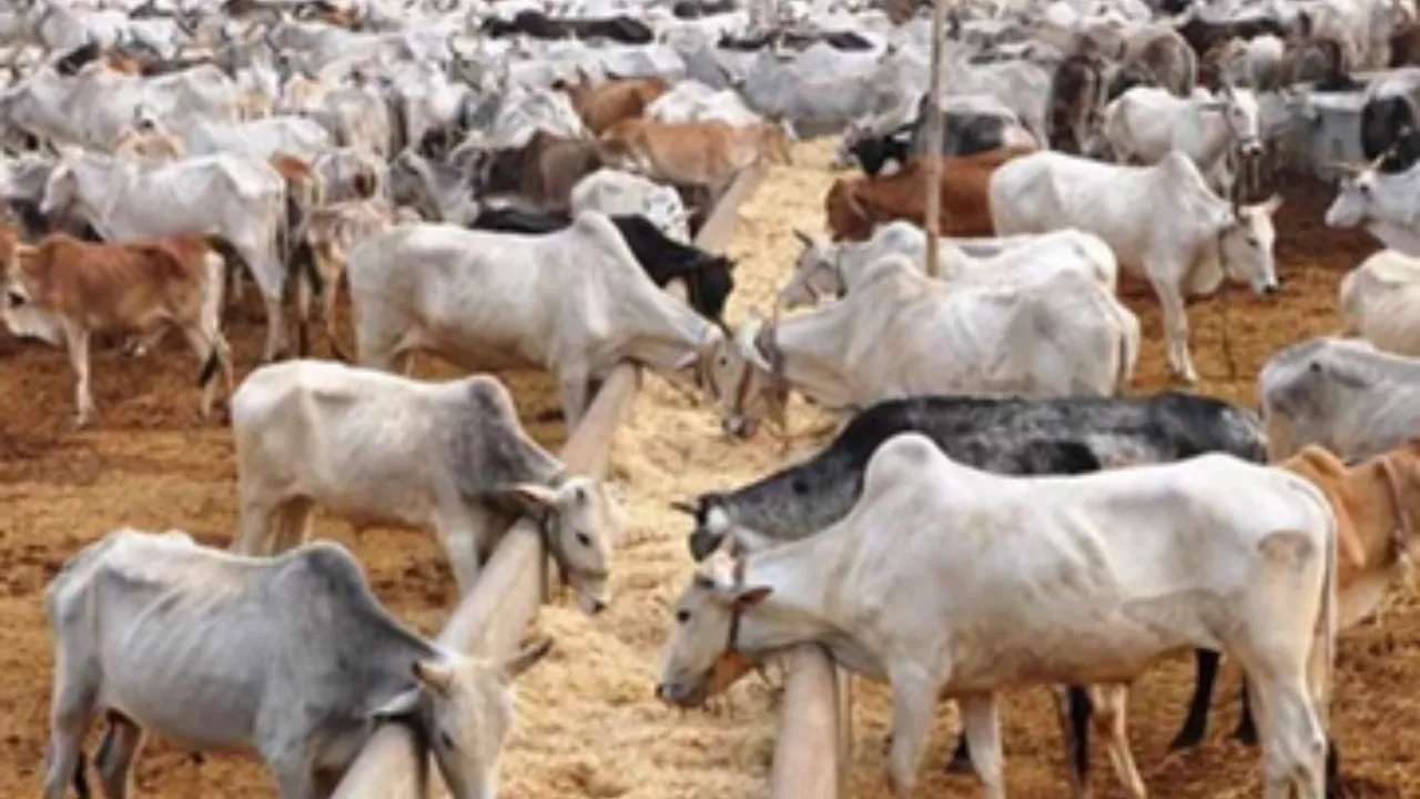 प्रदेश में खुलेंगे 35 गो संरक्षण केंद्र, 56 करोड़ का बजट जारी