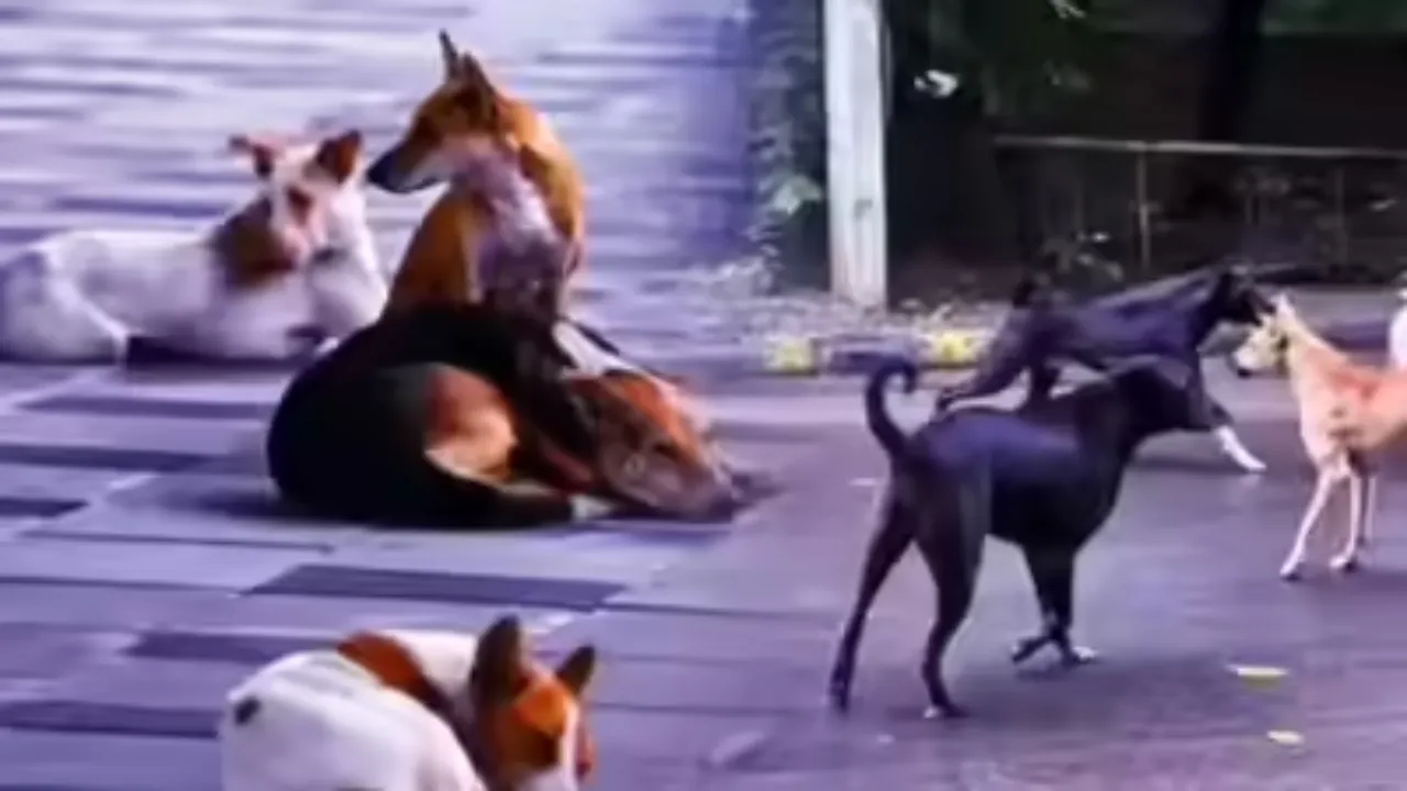 विश्वविद्यालय परिसरों में आवारा कुत्तों की रोकथाम अनिवार्य, नोडल अधिकारी करने होंगे नियुक्त 