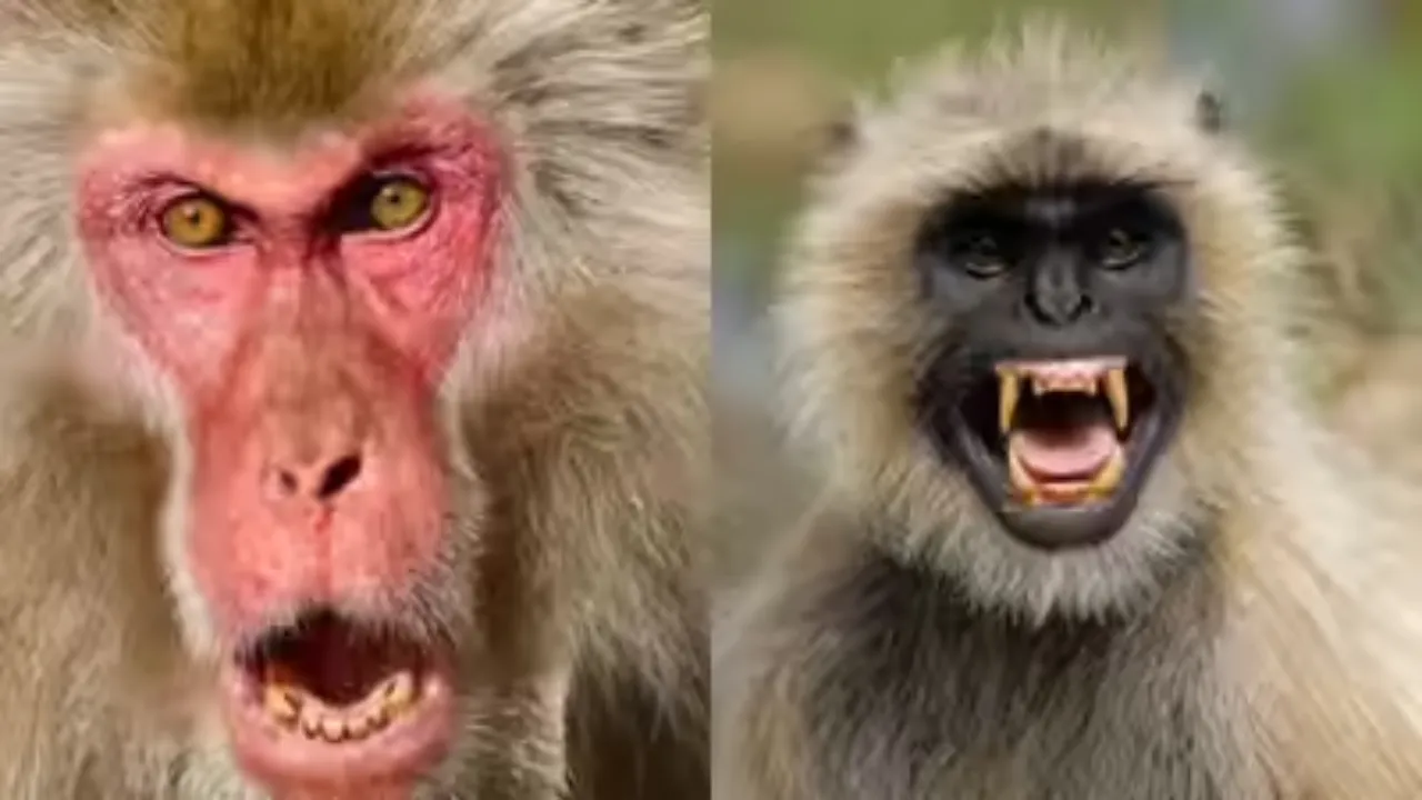 नियमों के जाल में फंसे लाल बंदर: न वन विभाग, न नगर निगम, कोई जिम्मेदारी नहीं