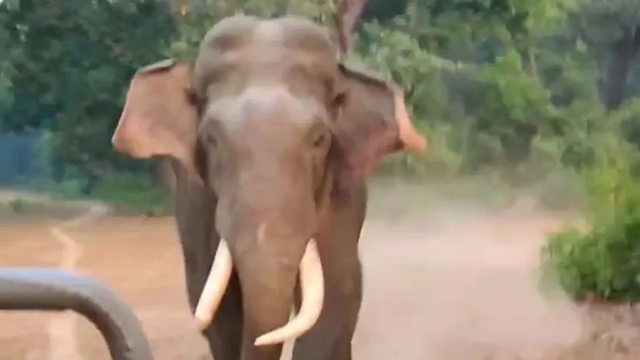 अमानगढ़ टाइगर रिजर्व में सफारी के दौरान तस्कर ने किया जिप्सी का पीछा, पर्यटक सहमे-मौके पर जिप्सी चालक की सूझबूझ ने बचाई जान