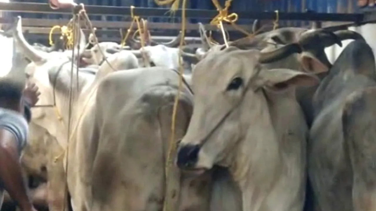 UP में गोकशी को लेकर एक्शन तेज, तीन आरोपी मुठभेड़ के बाद गिरफ्तार