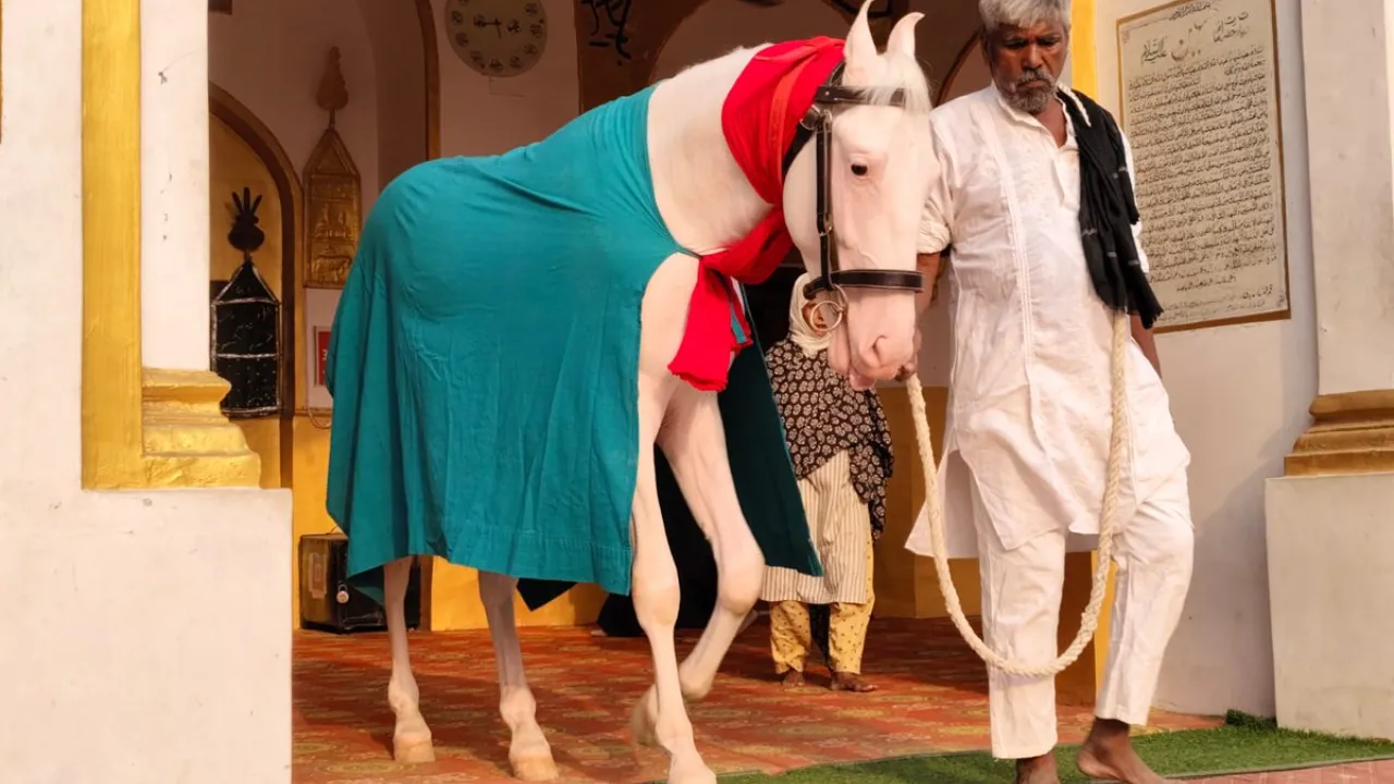 लखनऊ में चोरी हुआ ये ईरानी घोड़ा,  ढूंढने वाले को मिलेगा 50 हजार का इनाम