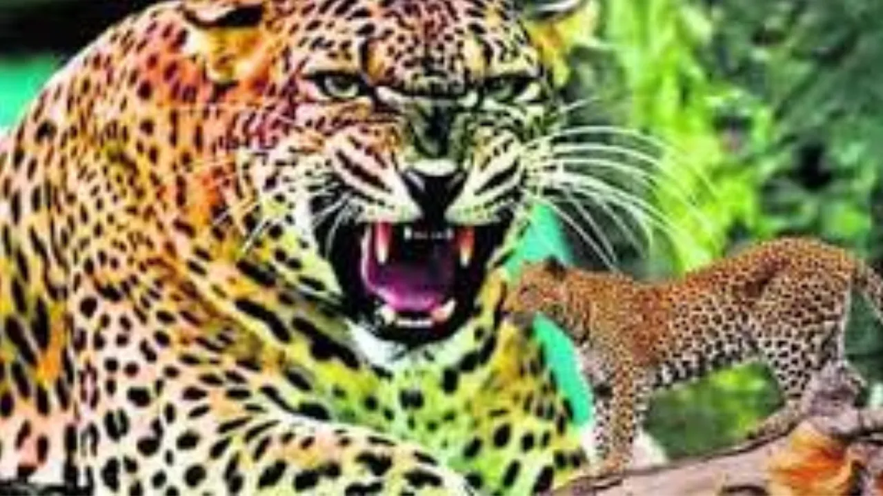 बहराइच में नहीं थम रहा तेंदुए का हमला, फिर किसान बना शिकार