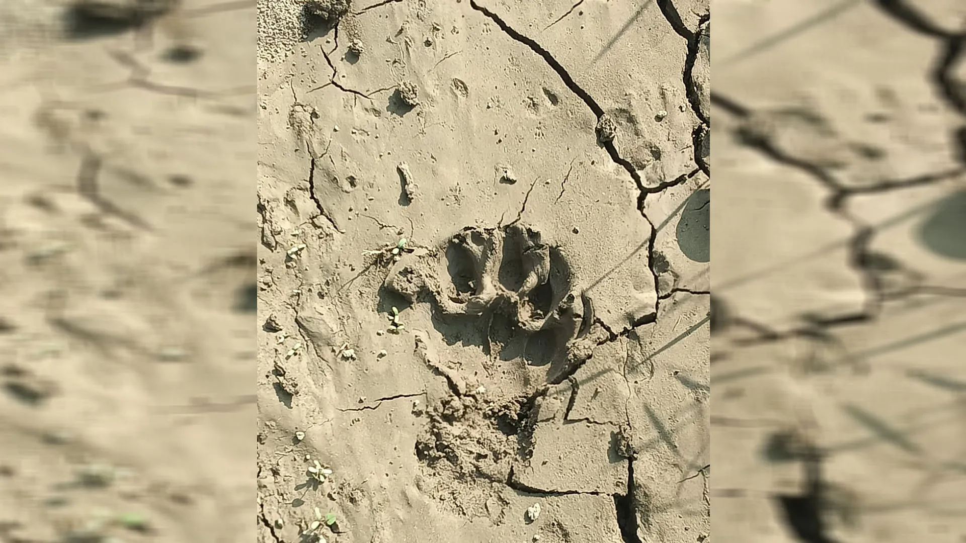 UP: धर्मपुर उत्तरी के जंगल में तेंदुआ दिखने से किसानों में फैली दहशत