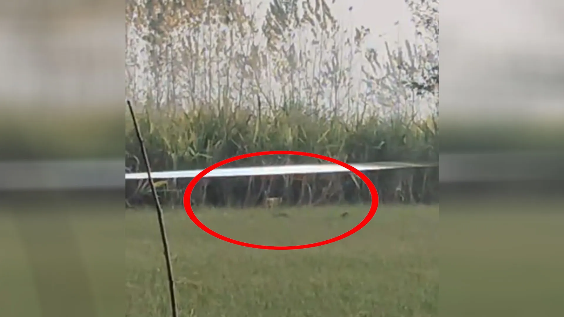 UP: करीमपुर के जंगल में शावकों संग मादा तेंदुआ की चहलकदमी से दहशत