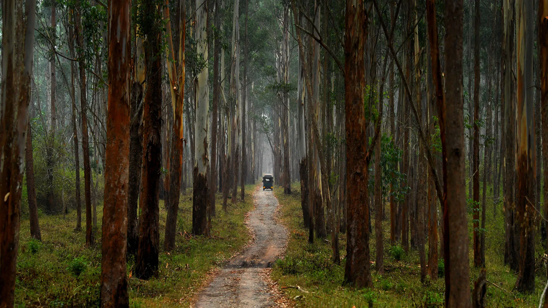 Bareilly: तोहफा...बरेली में ईको टूरिज्म का केंद्र बनेगा नगर वन