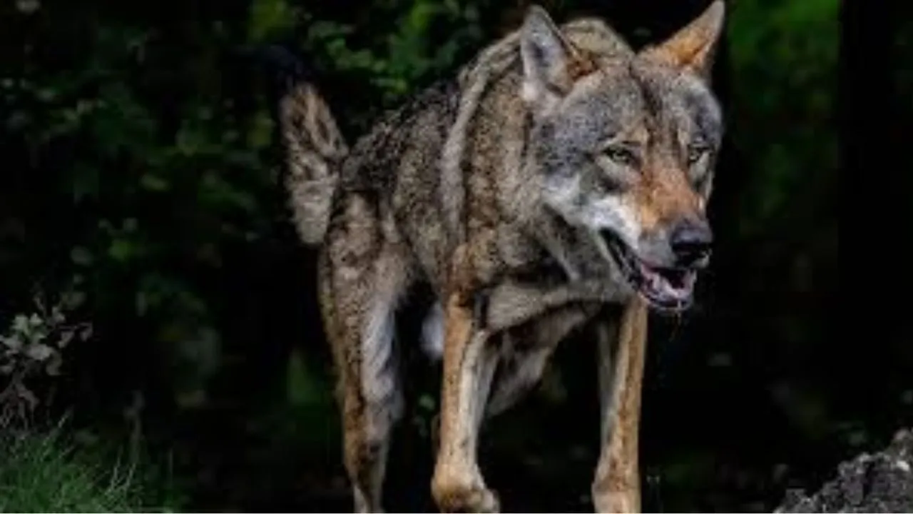  मासूम को लेकर गायब हो गया भेड़िया: माँ के पीछा करने के बाद घने कोहरे में ओझल, वन विभाग की खोजबीन जारी 