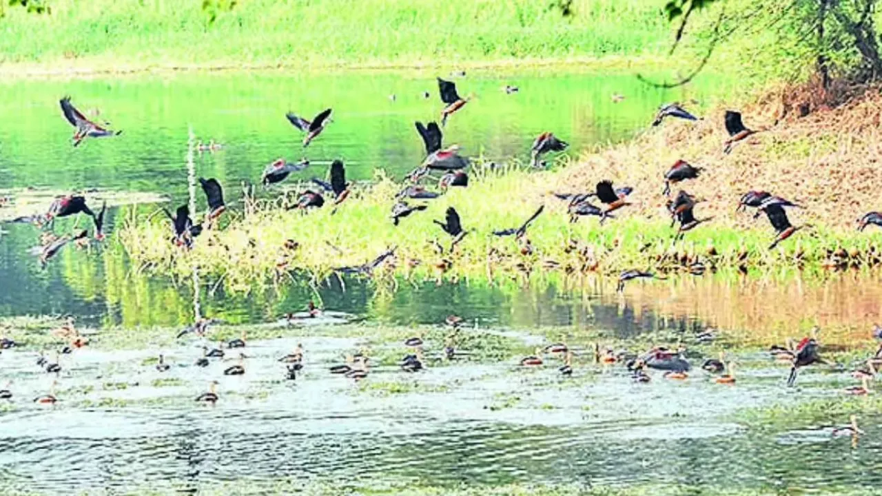 यूपी में इको टूरिज्म को नई दिशा देने की तैयारी, 52 वेटलैंड्स पर होगा पर्यटन विकास