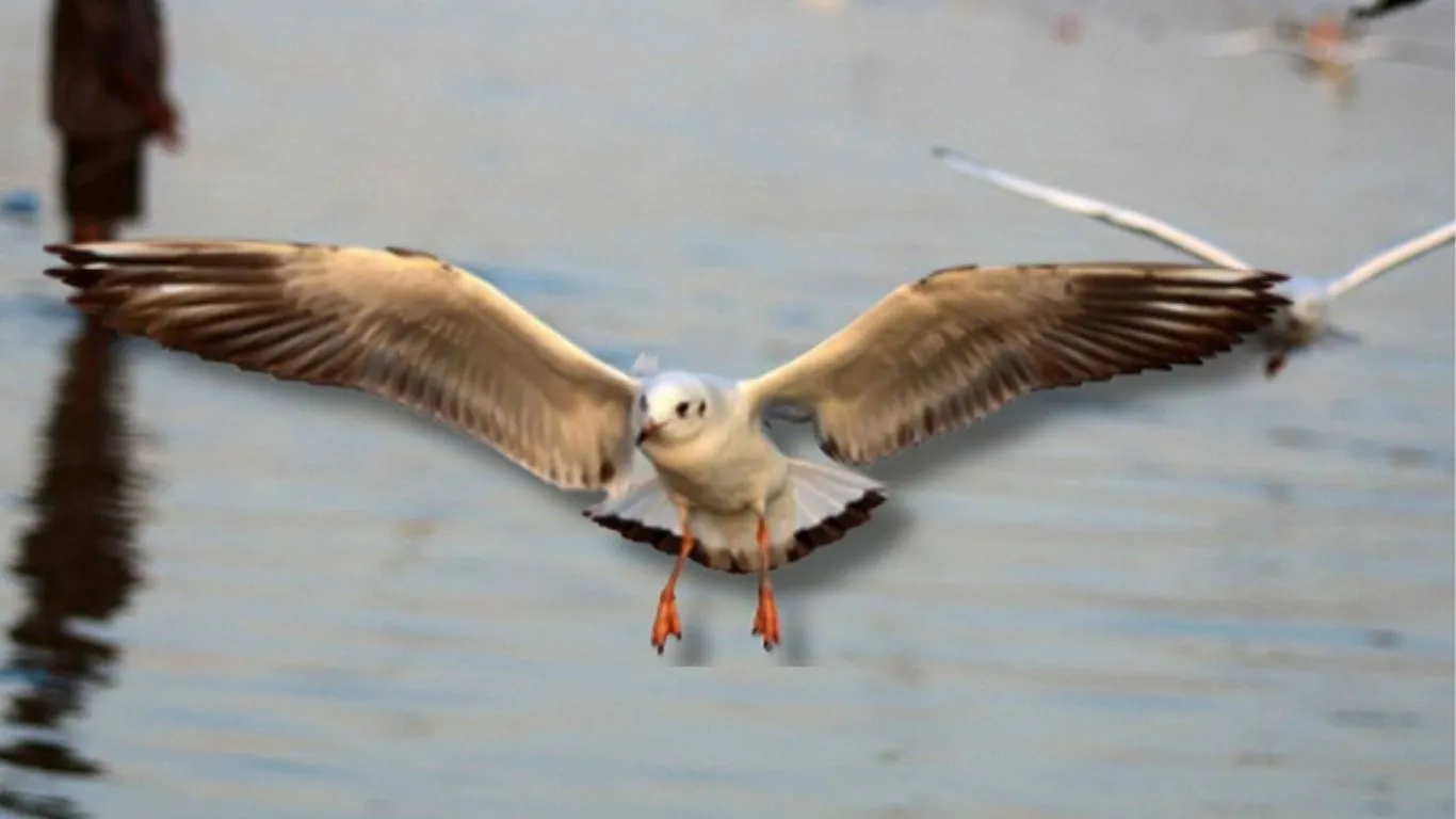  त्रिवेणी संगम तट हुआ गुलजार ...  पर्यटकों-श्रद्धालुओं के लिए आकर्षण बना साइबेरियन बर्ड्स ग्रुप, इतने दिनों तक रहेगा डेरा 