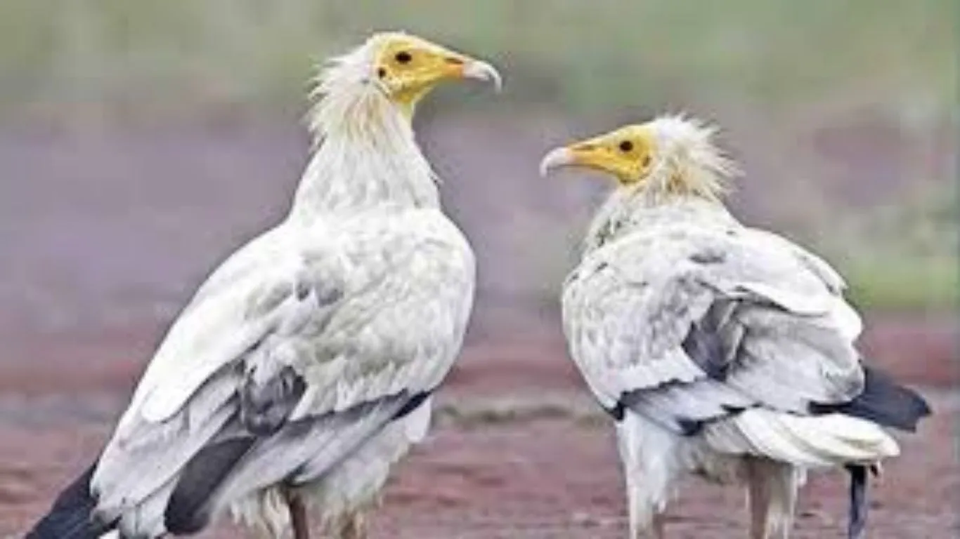  White Vulture: लुप्तप्राय जीवों को बचाने की दिशा में अहम कदम, हरिद्वार में WWF India ने सफेद गिद्ध को जंगल में छोड़ा