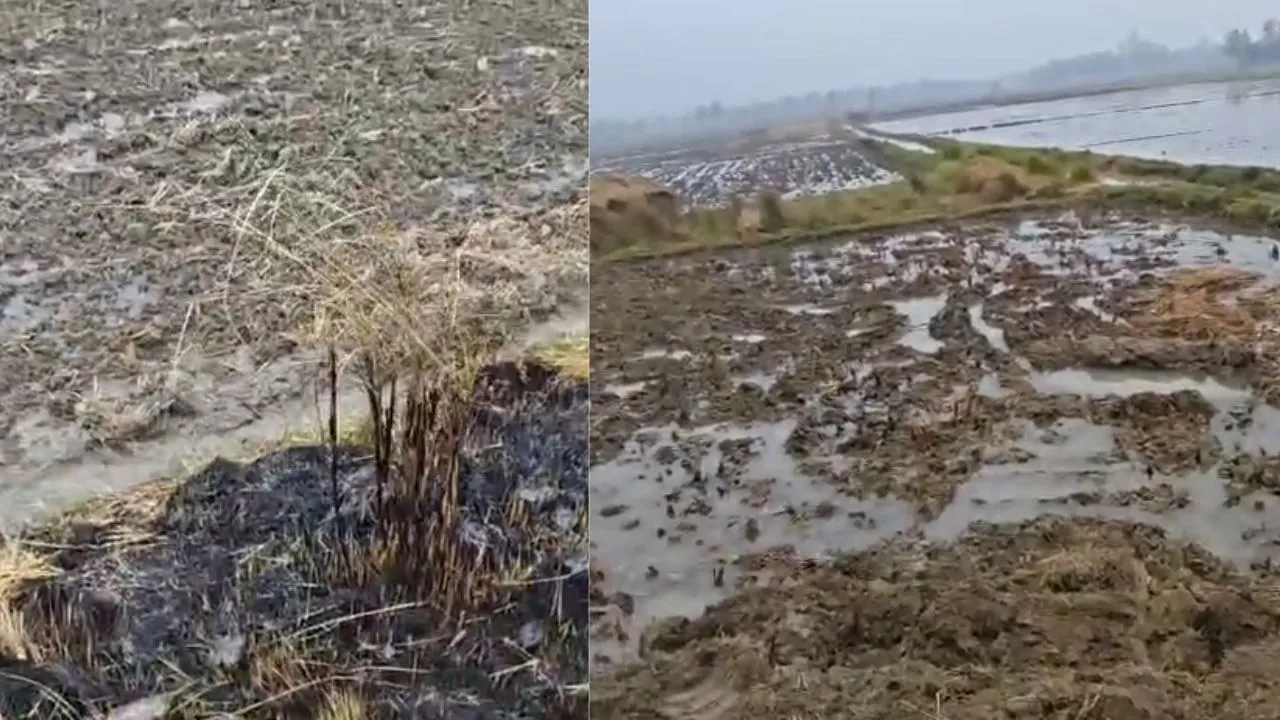 अमेठी में नहर कटने से 70 बीघा फसल जलमग्न...  किसानो का आरोप, विभाग की लापरवाही से बर्बाद हुई फसल 