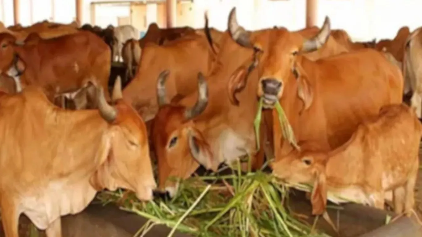 प्रदेश में लागू होगा गोशालाओं की निगरानी का अयोध्या मॉडल:  मुख्यालय से की जा रही निगरानी, अव्यवस्था व असुरक्षा का भय नहीं