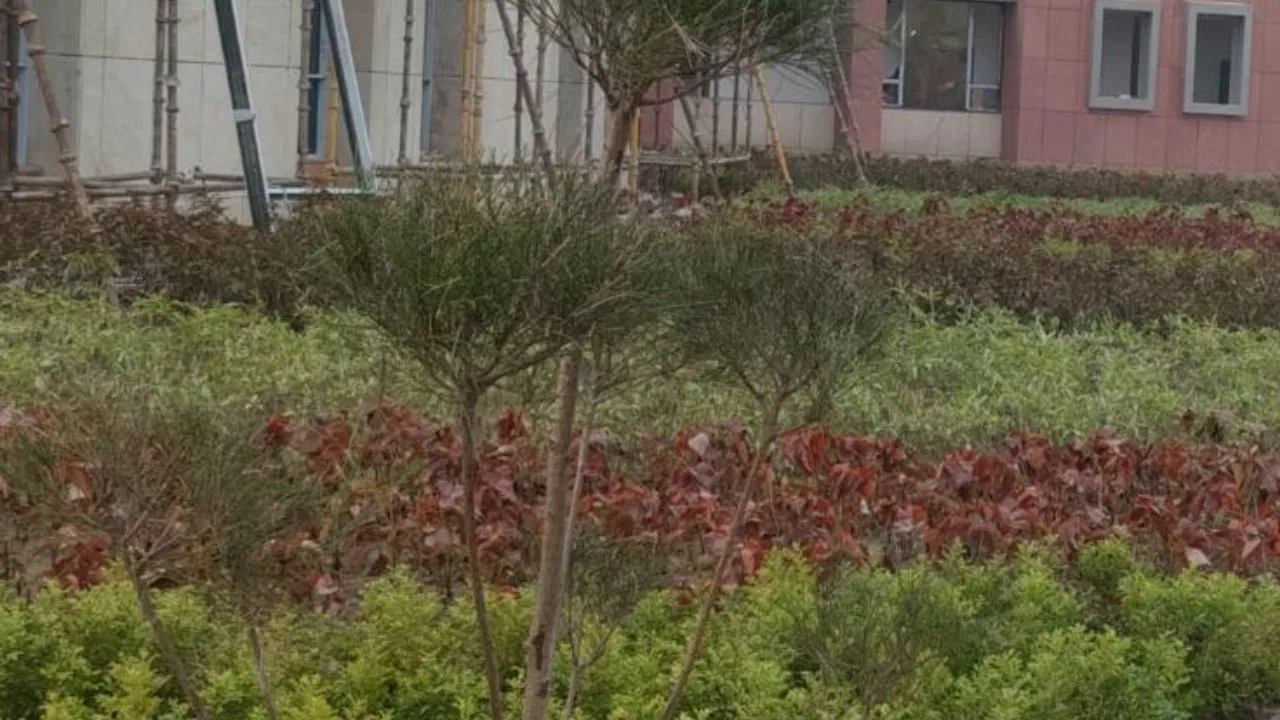 10 हजार पौधे से बढ़ेगी प्रेरणा स्थल की शोभा:  कार्यक्रम की तैयारी तेज, LDA उद्यान विभाग ने शुरू किया कार्य