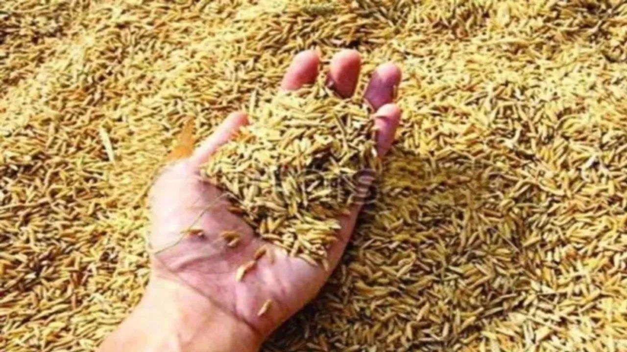  यूपी में धान खरीद का नया रिकॉर्ड...25 लाख मीट्रिक टन का आंकड़ा पार, 4 लाख से अधिक किसानों को मिला फायदा 