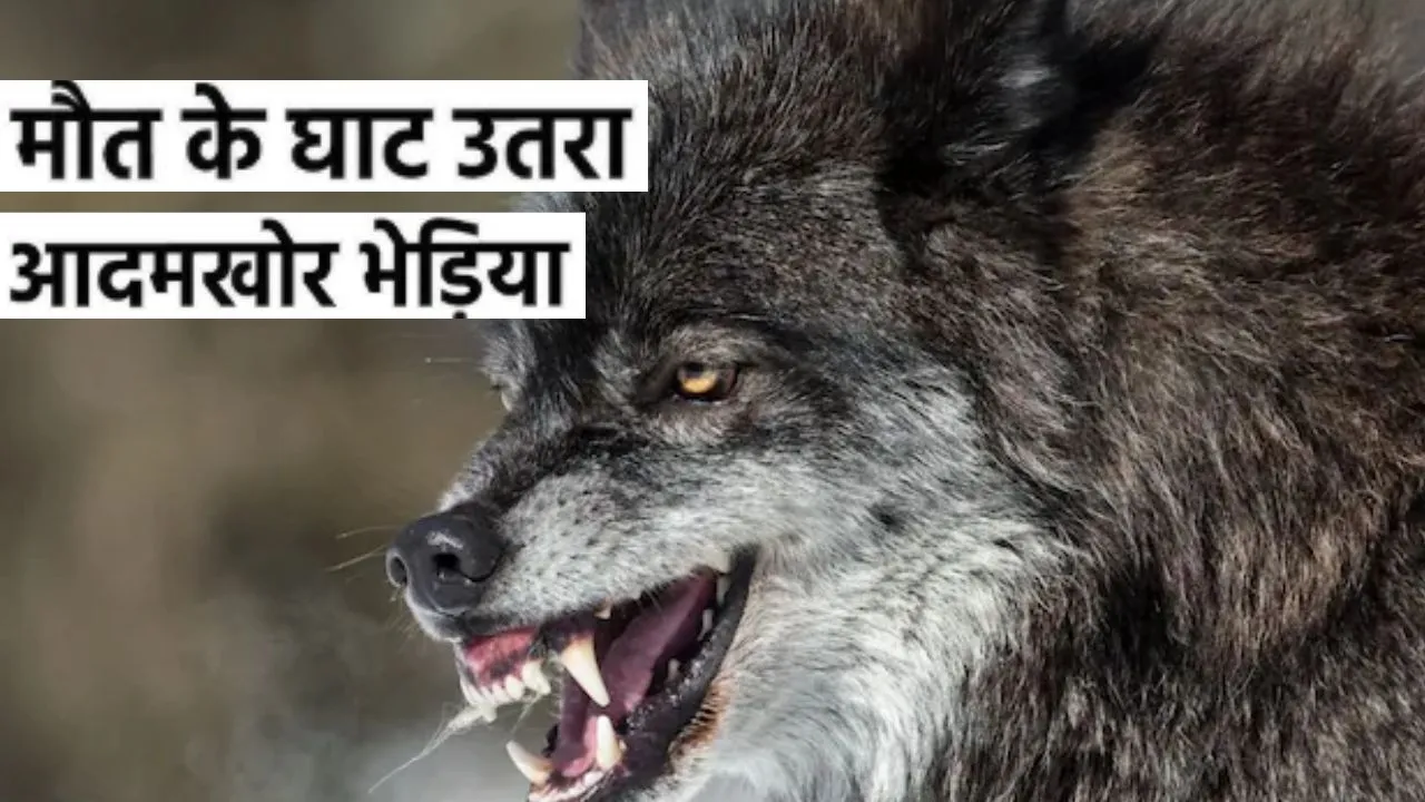  बहराइच में आदमखोर के आतंक का अंत...वन विभाग ने अभियान चलाकर भेड़िए को किया ढेर, अबतक ले चुका कई ग्रामीणों की जान  