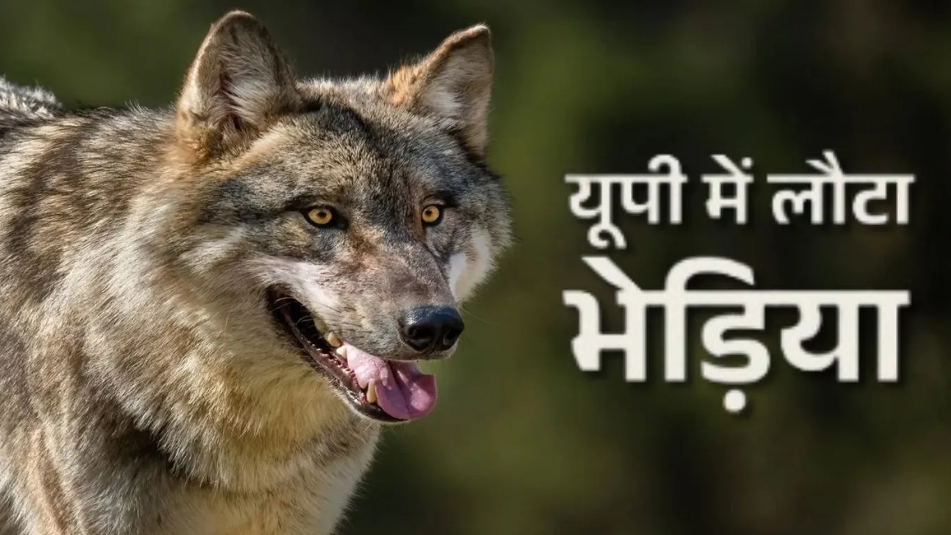  बहराइच : भेड़ियों का आतंक जारी, दो मासूमों को किया हमला 