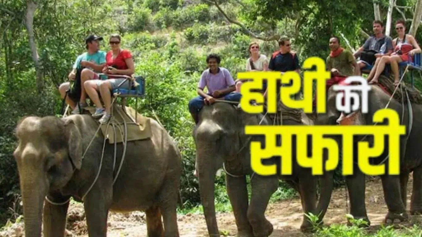   छह साल बाद हाथी सफारी की वापसी:  ढिकाला और बिजरानी जोन में रोमांचक सैर, उत्तराखंड हाईकोर्ट ने लगायी थी रोक 