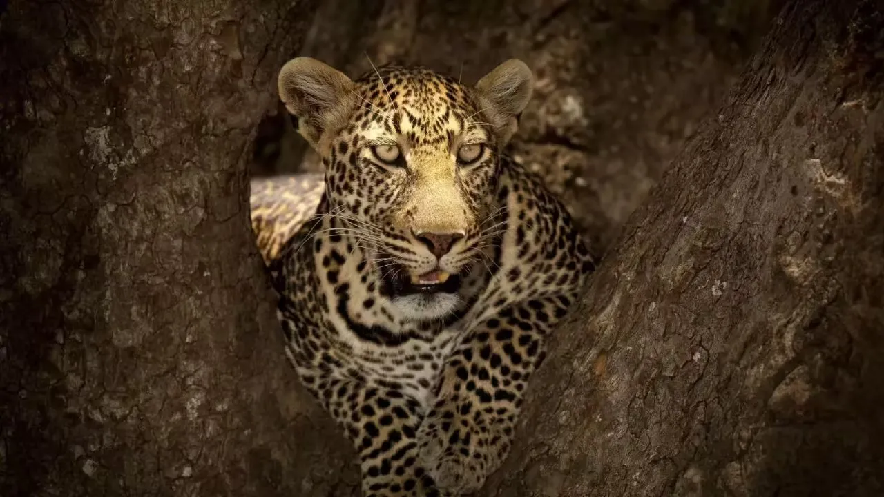 अब तेंदुआ ने महिला को बनाया अपना शिकार, नैनीताल के घने जंगल में मिला शव