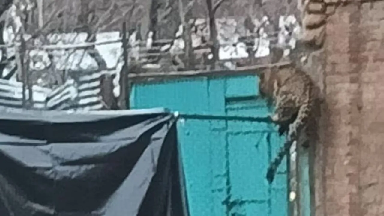  जम्मू-कश्मीर के अनंतनाग में CRPF कैंप में घुसा तेंदुआ, जवानों पर किया हमला, एक घायल 