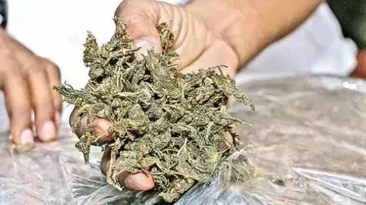 लखनऊ में ANTF को मिली बड़ी सफलता:  निगोहा से 49 कुतंल गांजा समेत तस्कर गिरफ्तार, कार जब्त  