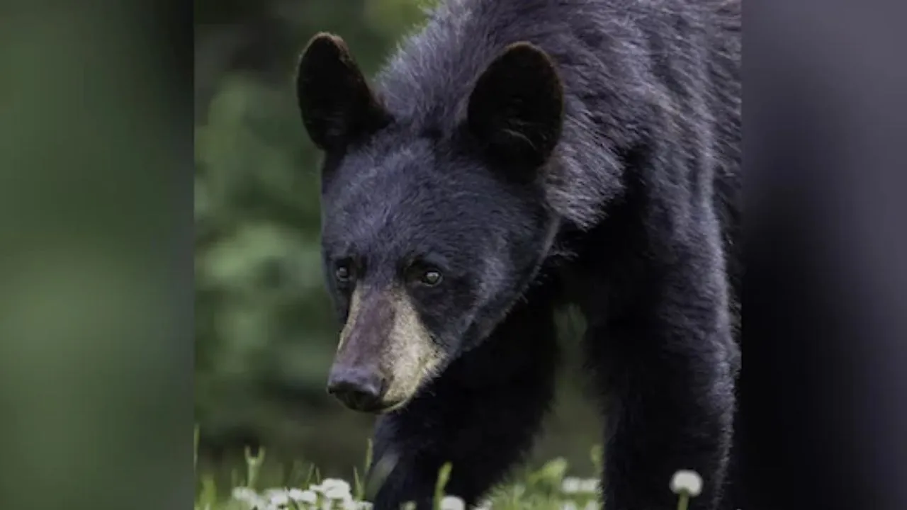  चमोली : केदारनाथ के जंगलों में मिला मृत भालू, पोस्टमार्टम में भालू की टूटी मिलीं सीने की पसलियां 