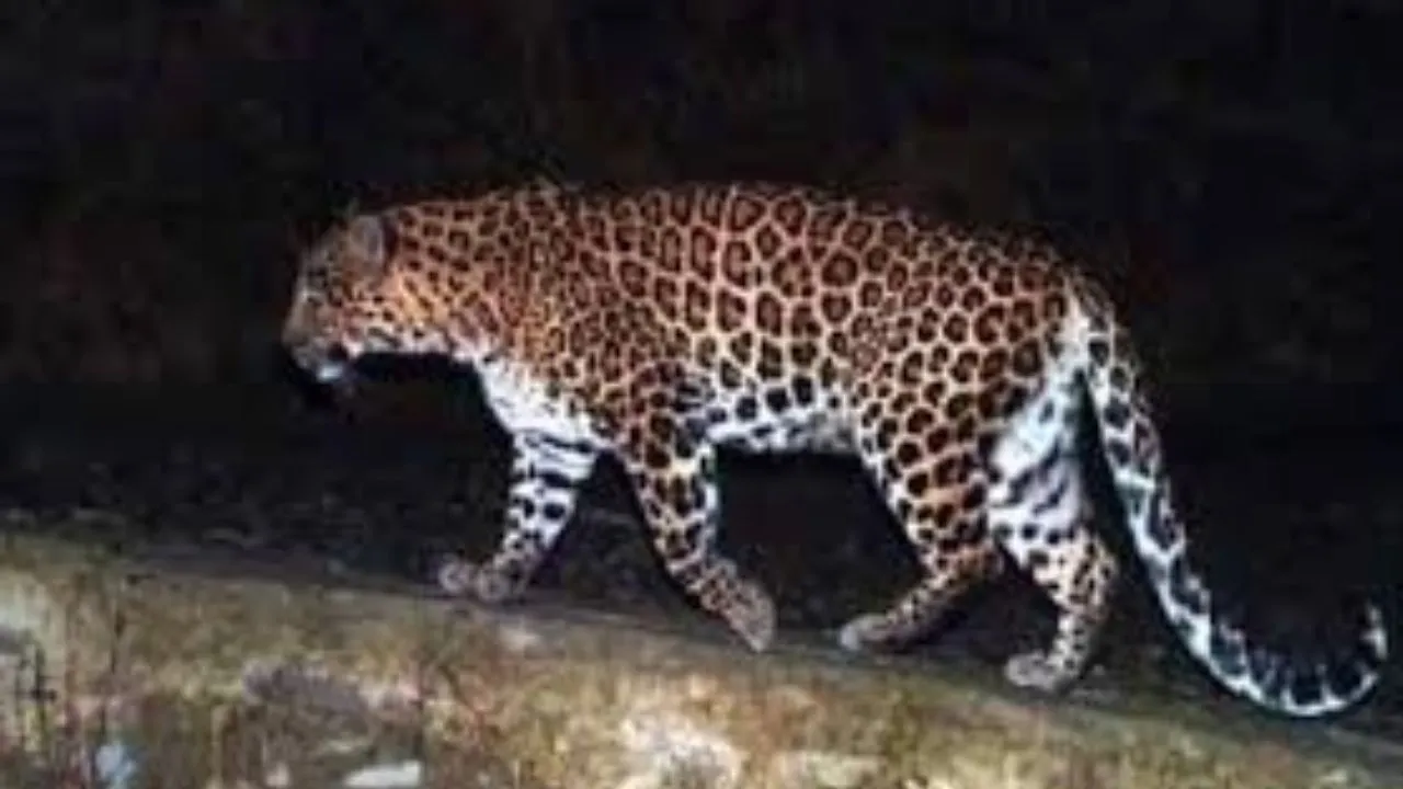 श्रावस्ती :  बुजुर्ग साइकिल सवार पर तेंदुए का हमला, चीख सुनकर जंगल की ओर भागा जानवर   