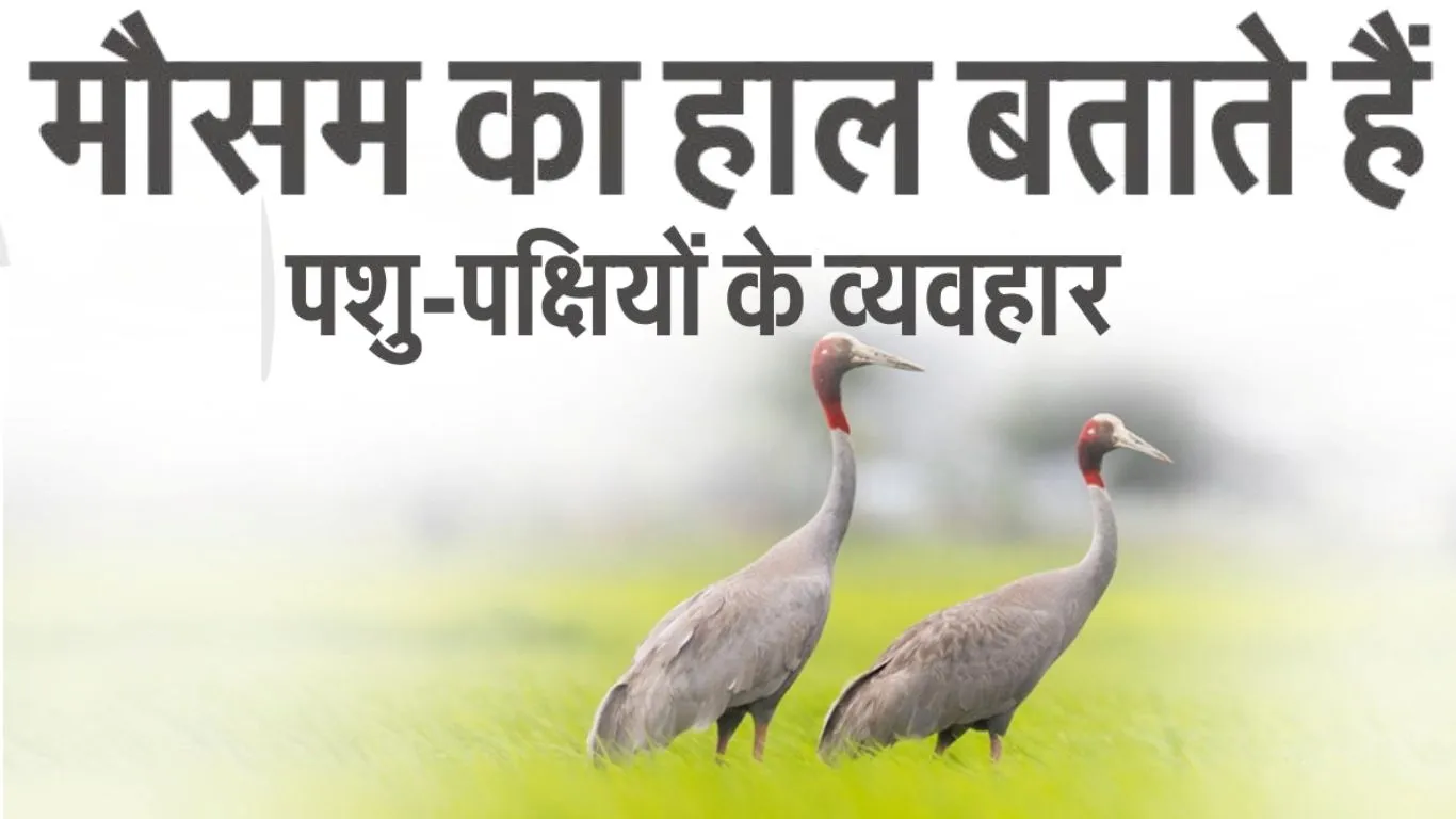 मौसम का हाल बताते हैं पशु-पक्षीयों के व्यवहार