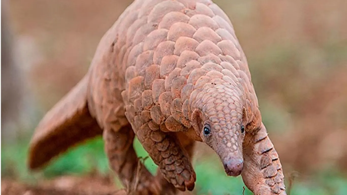  जंगल की दुनिया: भारतीय पैंगोलिन, वन्य संपदा का अनमोल प्रहरी 