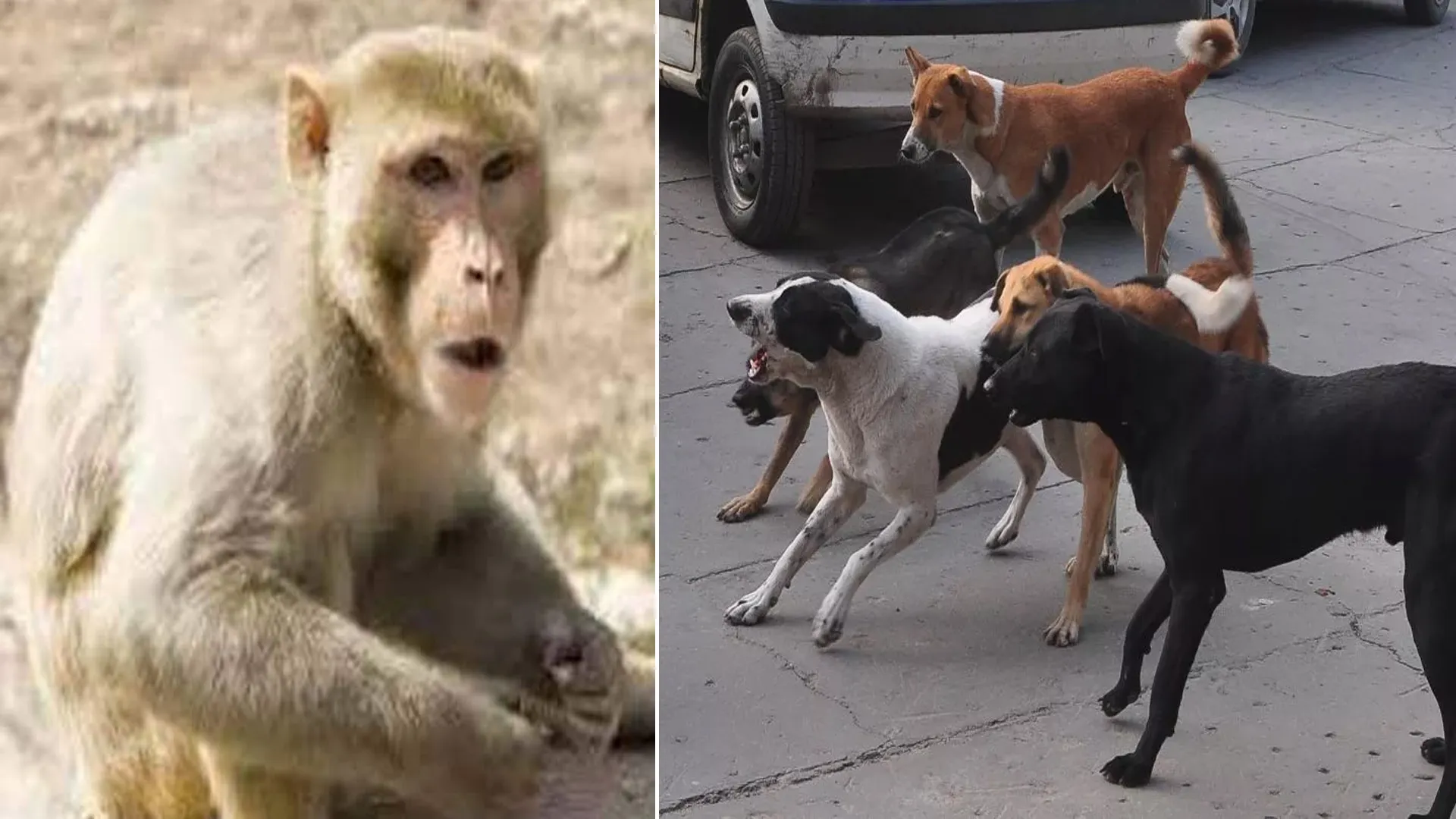 Bareilly : 1.90 करोड़ खर्च, कुत्ते लोगों को गली-गली और छतों पर दौड़ा रहे बंदर