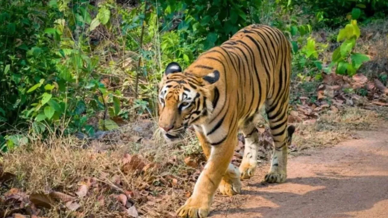 बाघ के हमले से मजदूर की मौत :  3 घंटे में किया ट्रेंकुलाइज, देर रात रेस्क्यू कर भेजा Dhela Rescue Center 