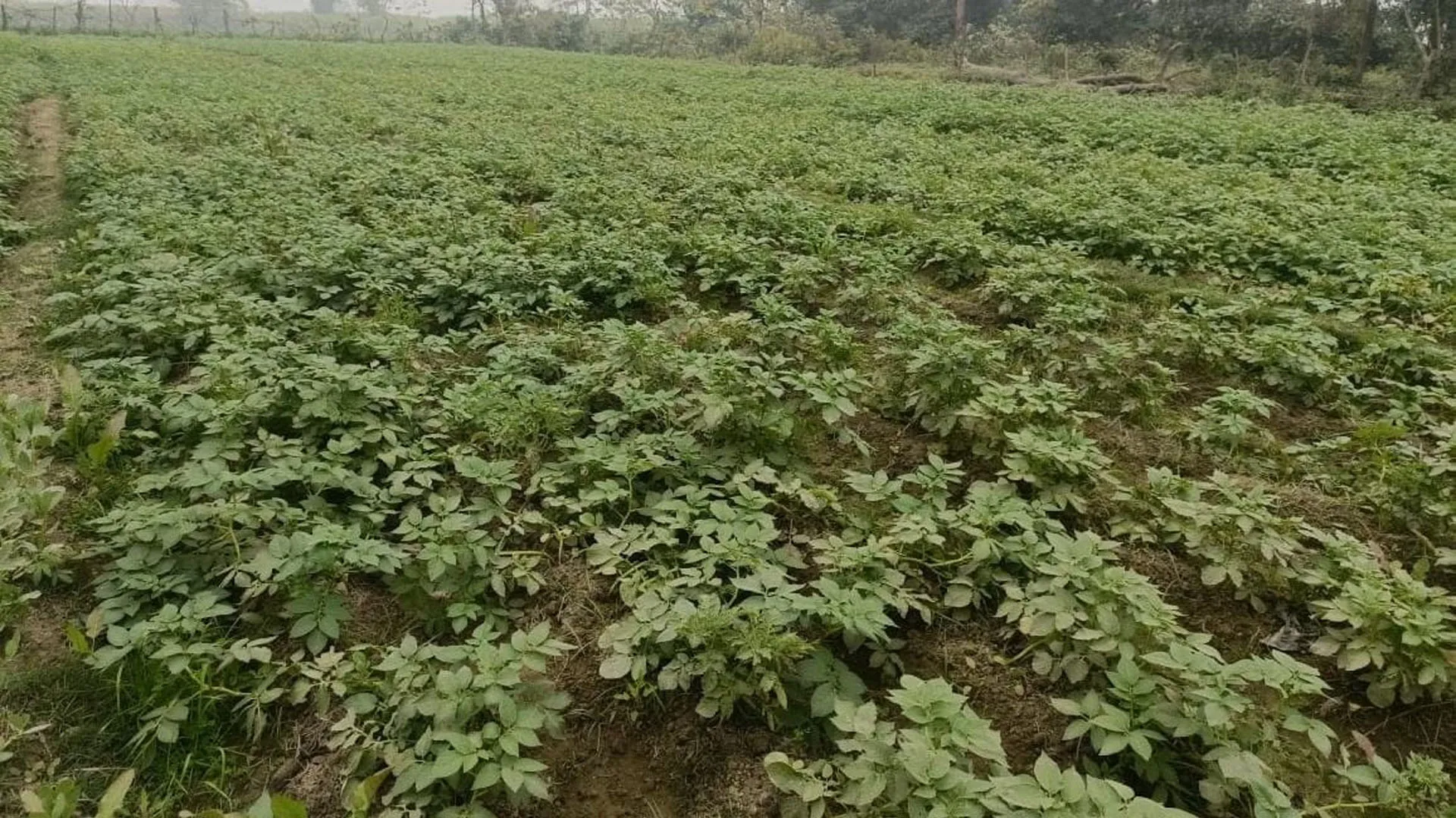 UP: कोहरा-पाला से आलू-सरसों की फसल हो रहीं खराब, झुलसने और सूखने लगीं पत्तियां