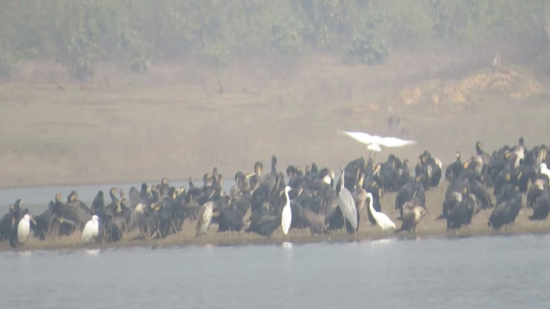 Moradabad: पीली डैम झील एक बार फिर प्रवासी पक्षियों की चहचहाहट से गुलजार