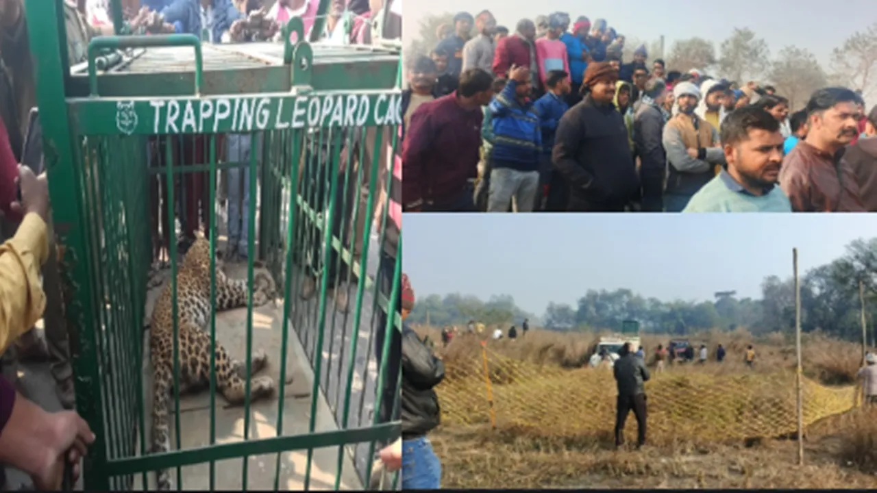 अंबेडकरनगर में पकड़ा गया सुलतानपुर से भागा तेंदुआ : रेस्क्यू के दौरान आबादी में घुसा, कई घंटे चला ऑपरेशन