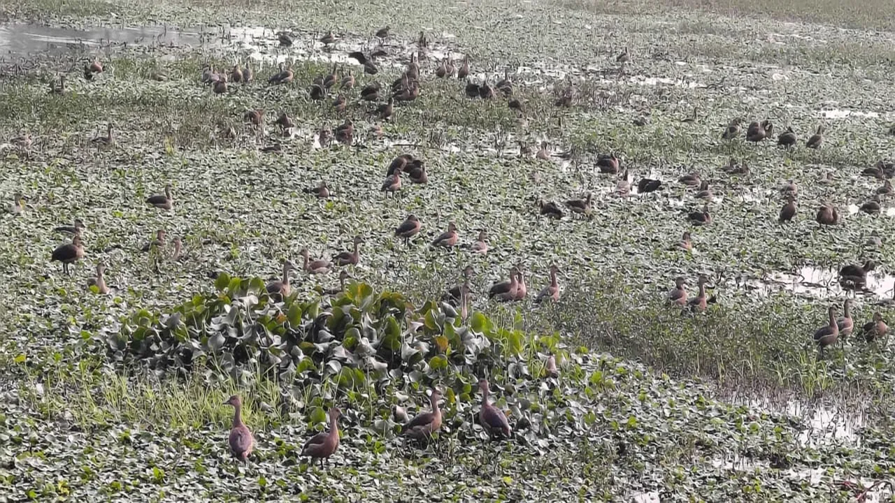 बाराबंकी : दूर-दराज के देशों से आए प्रवासी पक्षियों की चहचहाहट से झीलें हुईं गुलजार, कलरव से गूंजा माहौल