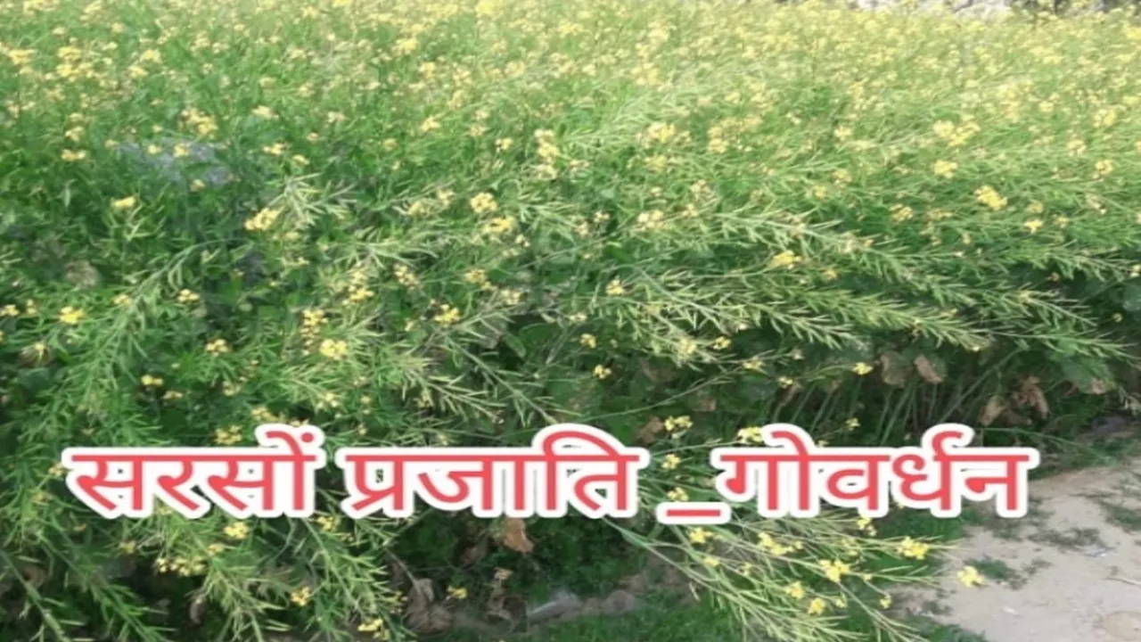 अब किसानों के खेतों में लहलाएगी ‘गोवर्धन’, सीएसए विवि की नवविकसित सरसो को मिली बिक्री की अनुमति