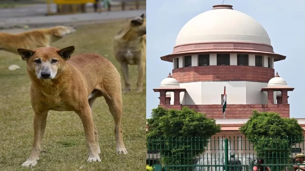 सुप्रीम कोर्ट ने आवारा कुत्तों के प्रबंधन मामले में सुनवाई 13 जनवरी तक टाली, कहा- मानवीय समाधान जरूरी 