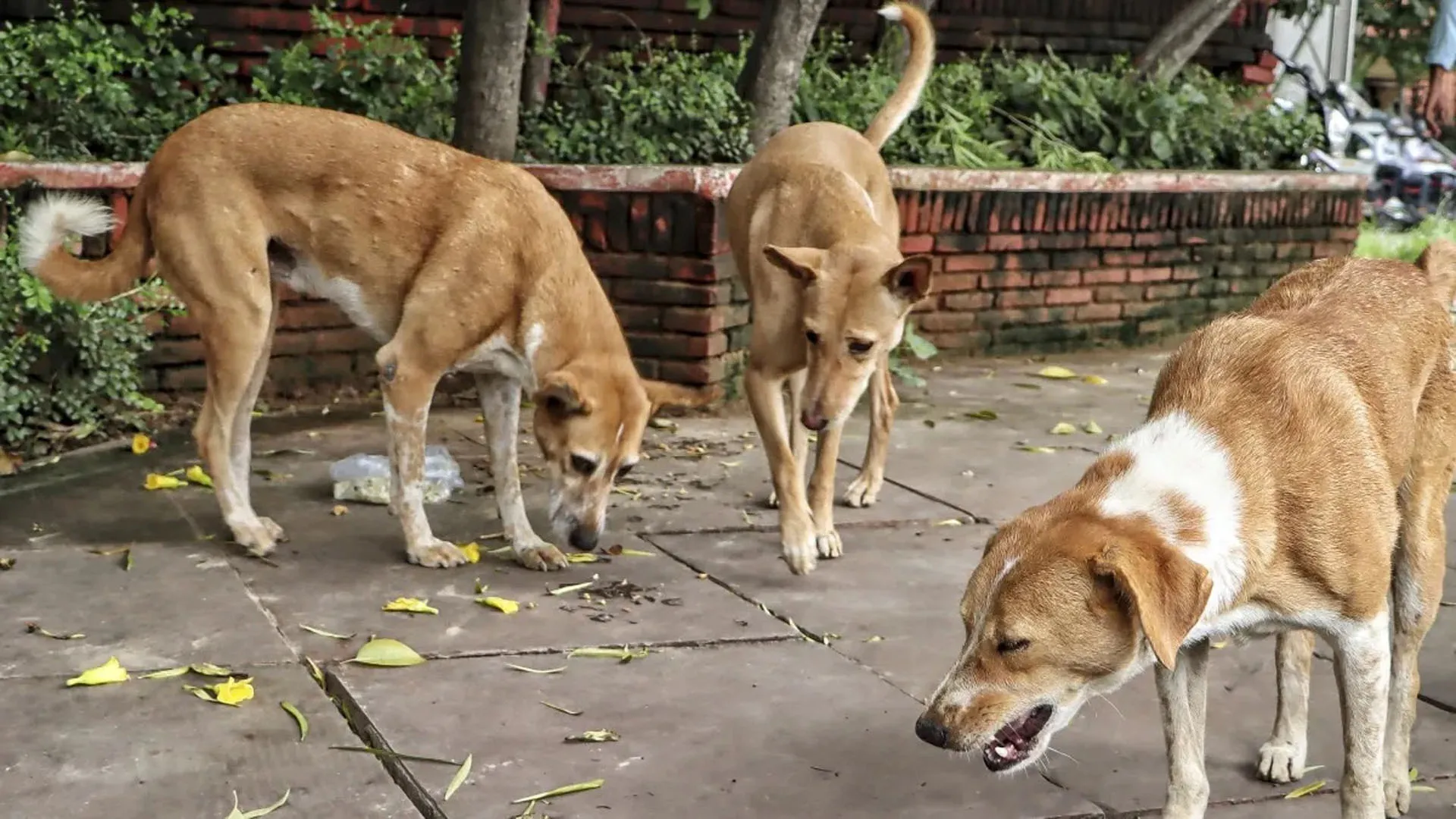 Moradabad: आवारा कुत्ते पकड़ने में न बरते, लापरवाही, होगी कड़ी कार्रवाई