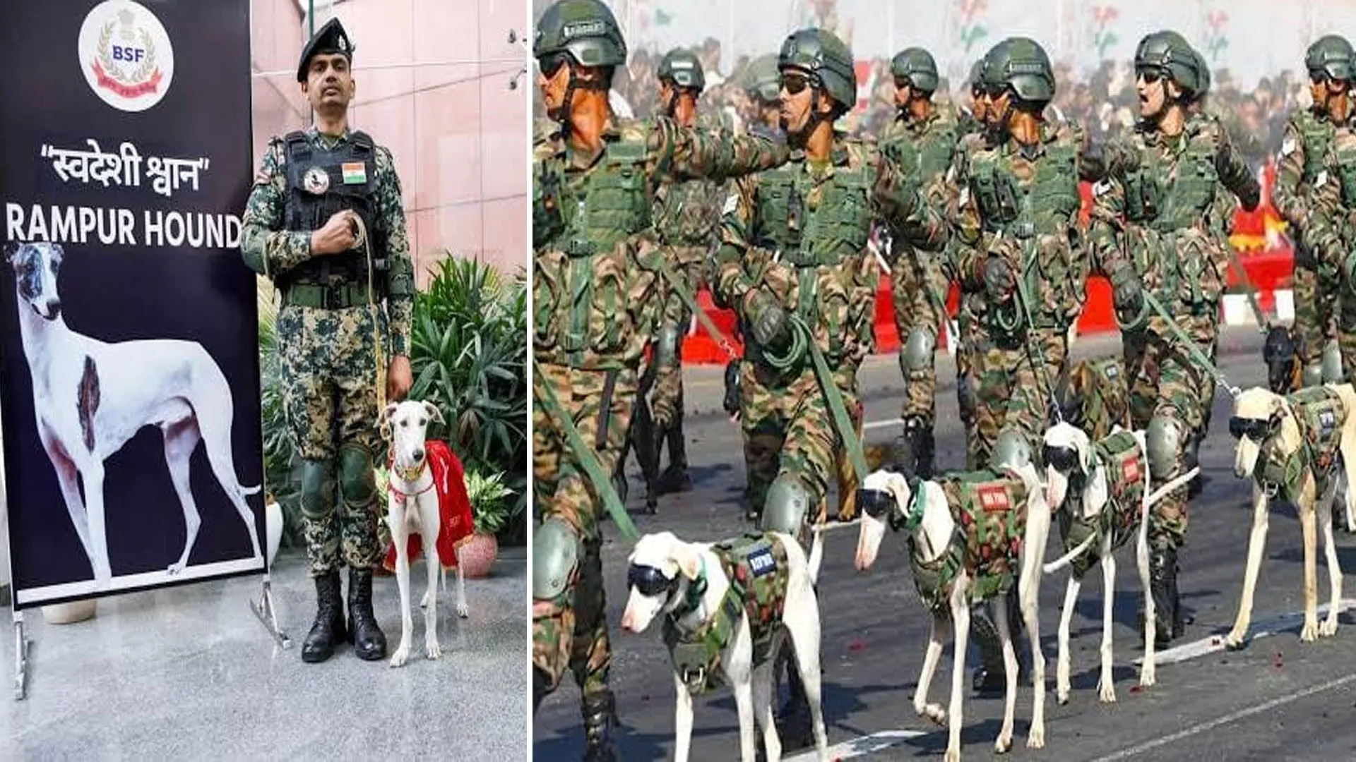 Rampur: दिल्ली गणतंत्र दिवस परेड में शामिल हुई रामपुर हाउंड नस्ल