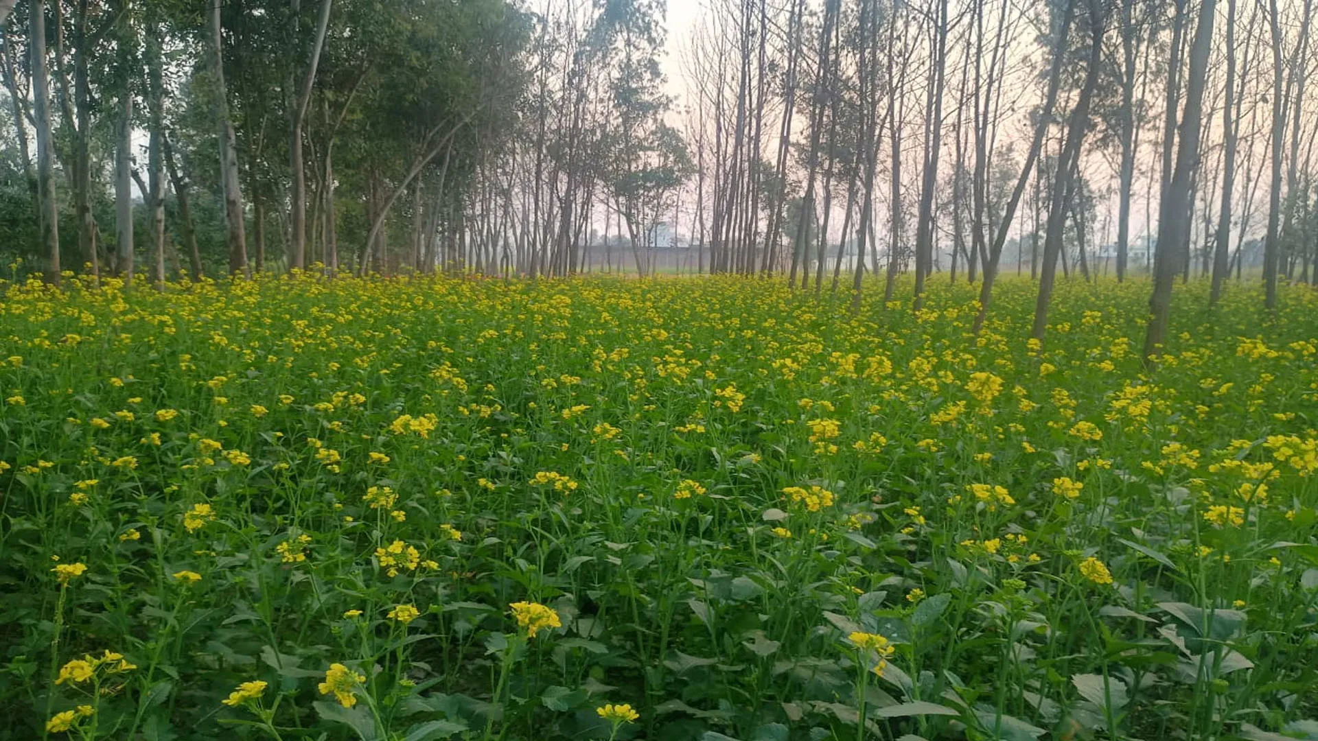 Bareilly: बारिश से मटर, सरसों और आलू किसानों की बढ़ी चिंता