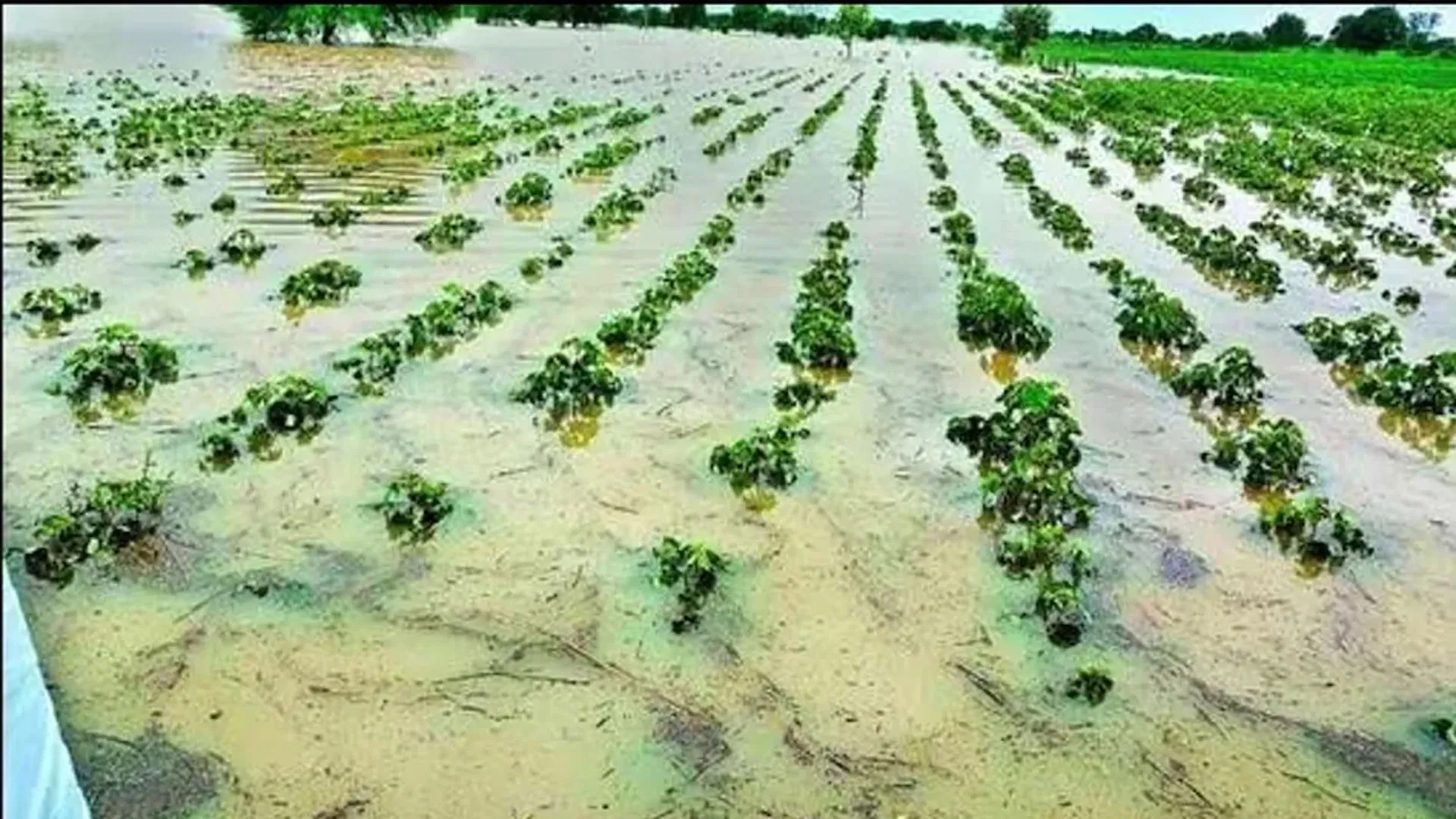 Moradabad: तेज हवा और बारिश से सरसों व आलू की फसल को भारी नुकसान