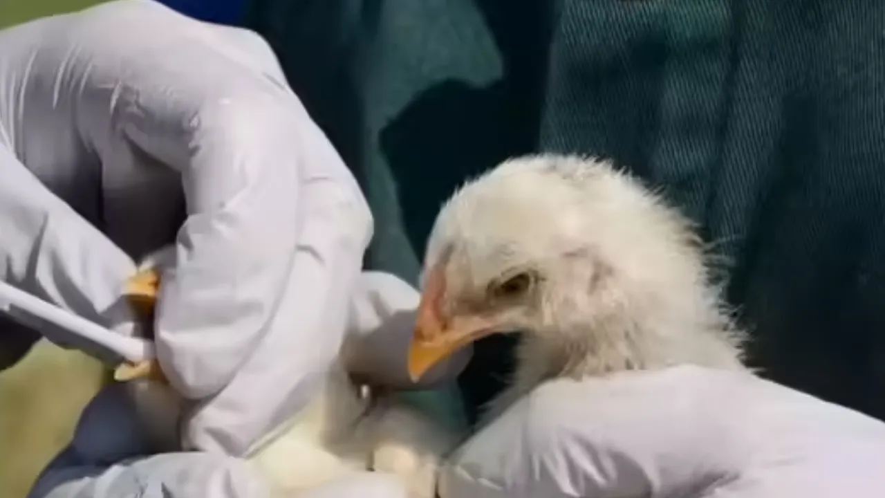 27 जनवरी का इतिहासः आज के दिन ही 13 जिलों में फैला बर्ड फ्लू