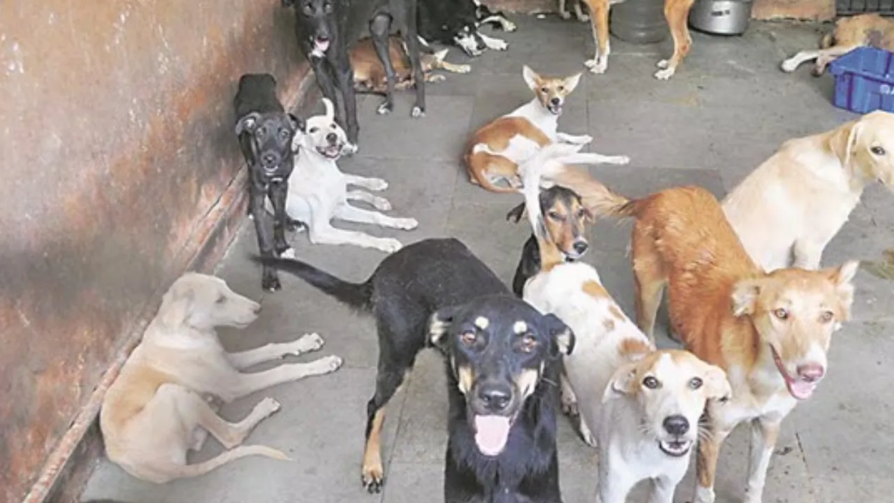 नगर निगम VS एनजीओ... कुत्तों को पकड़ने पहुंची टीम और मोहल्लेवालों से भिड़ी NGO कर्मी, लोग परेशान