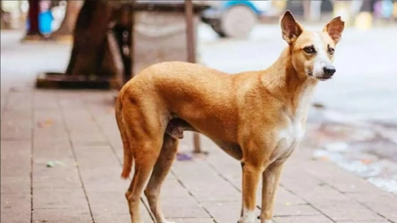 Baghpat News: कुत्ते के साथ क्रूरता का वीडियो वायरल, आरोपी गिरफ्तार 