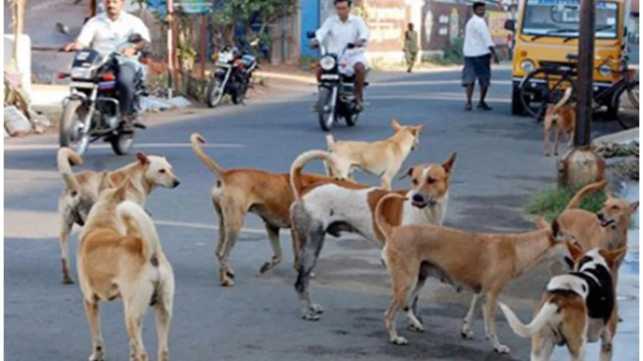 बहराइचः आवारा कुत्तों ने दो मासूमों समेत तीन लोगों पर किया हमला 