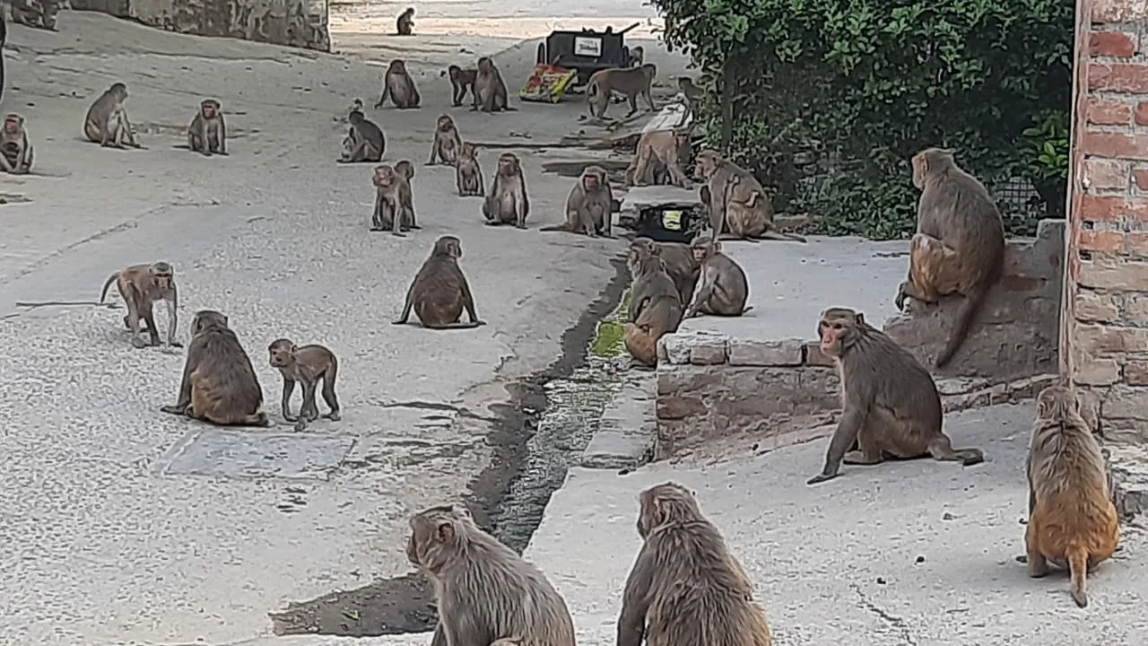 खत्म हुई नगर निगम और वन विभाग की बीच चल रही खींचतान, इस विभाग को मिली बंदरों के आतंक को संभालने की जिम्मेदारी