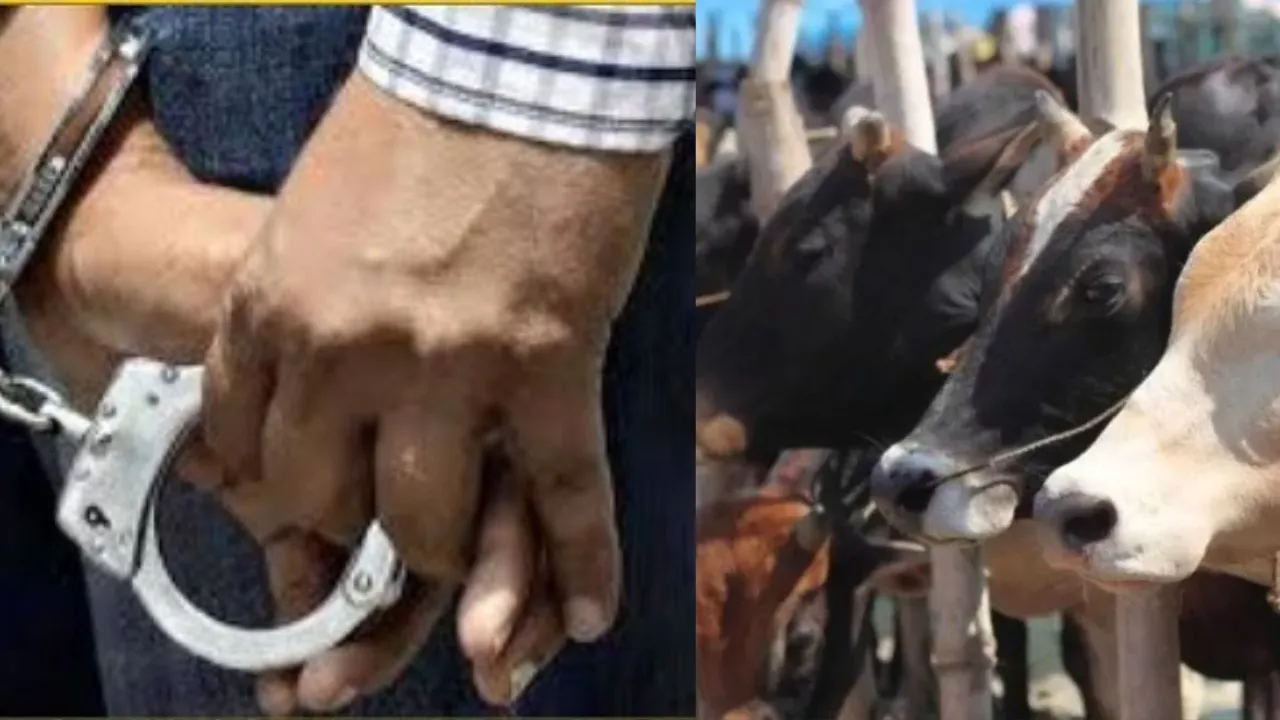 वाराणसी में गो तस्करी के खिलाफ ताबड़तोड़ हुए एक्शन, 2025 में  42 अभियोग पंजीकृत... 111 गिरफ्तार