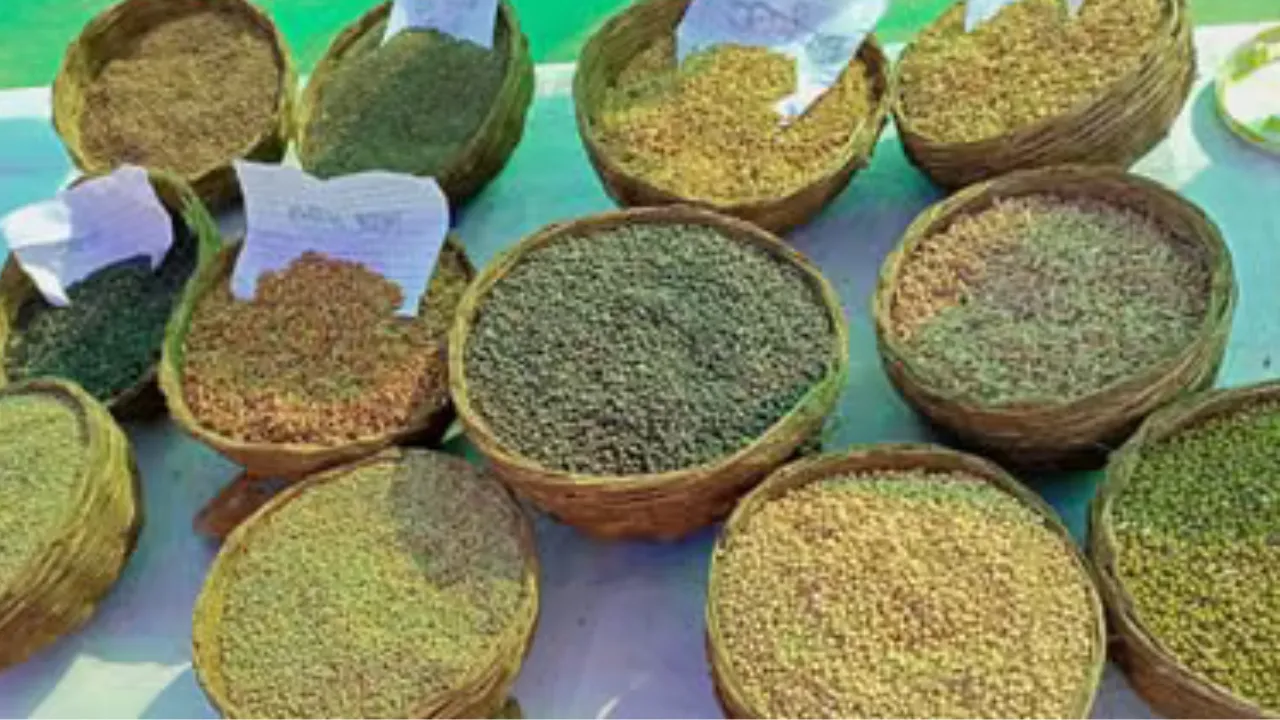 जायद सीजन की तैयारी जोरों पर: स्टॉल पर कंपनियां बेचेंगी संकर मक्का-बाजरा के बीज, राष्ट्रीय दरों पर मिलेगा सस्ता 